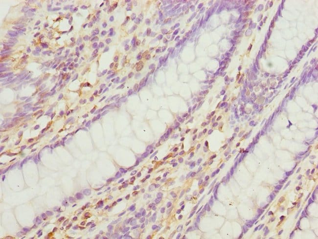 100UL CNPY3 ANTIBODY 100 ul