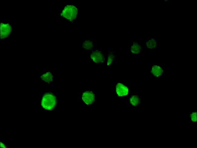 100UG NUP85 ANTIBODY 100 ug