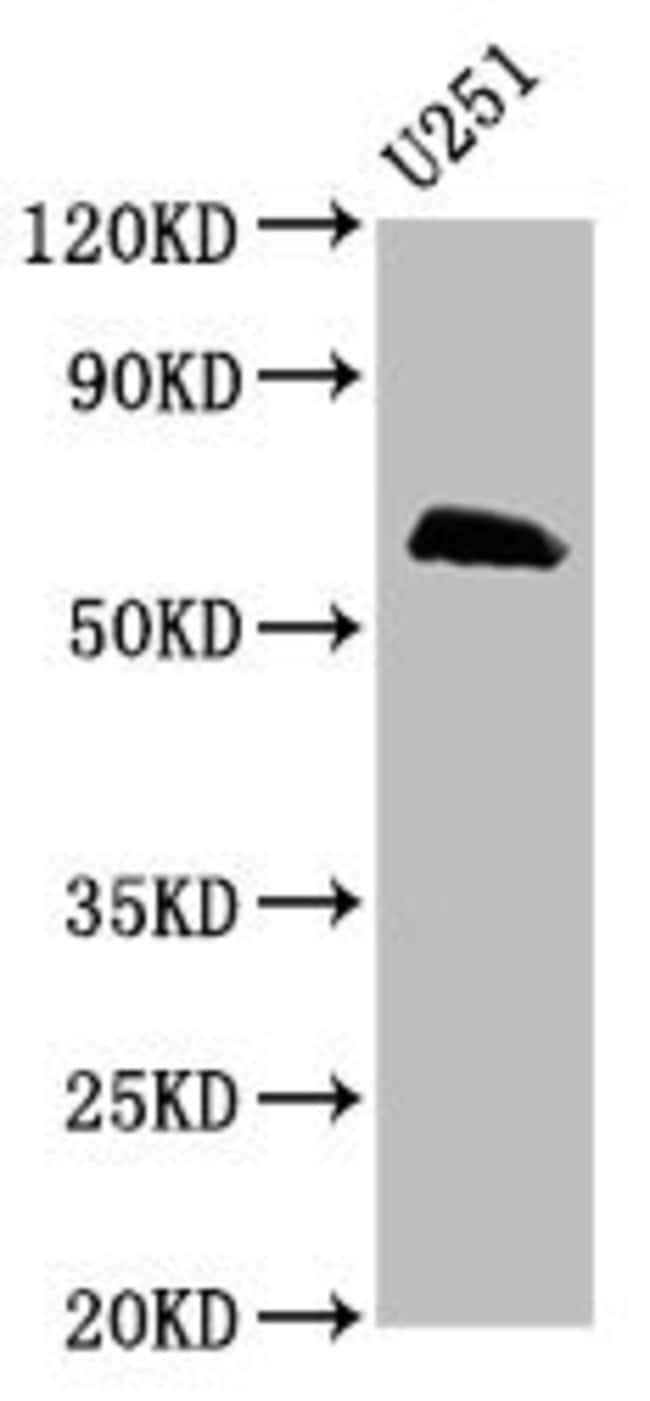 100UG MSL2 ANTIBODY 100 ug