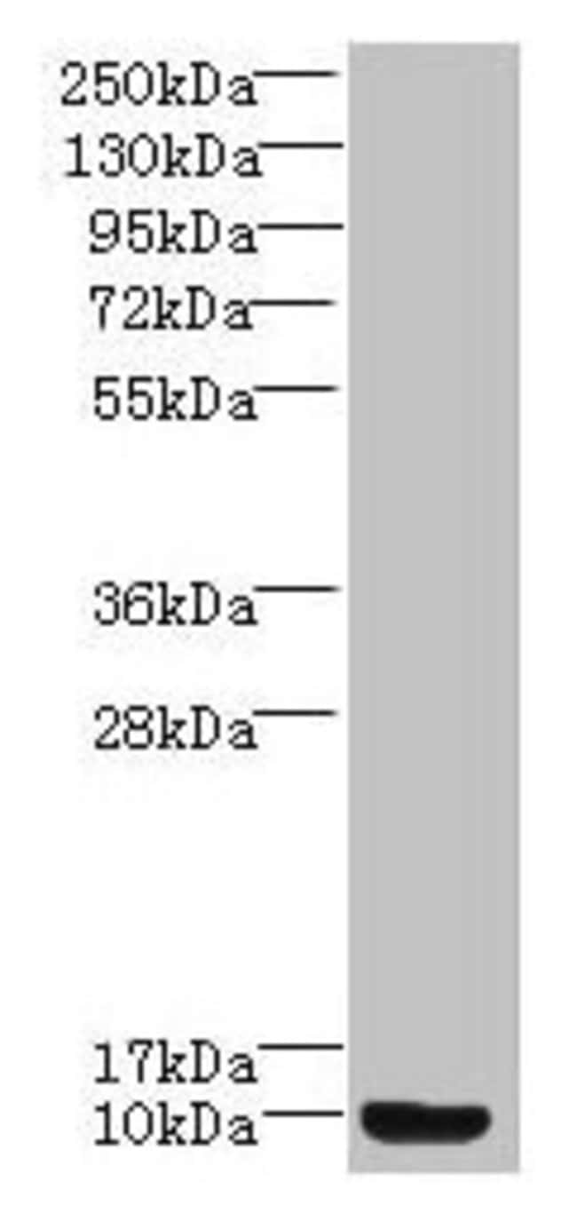100UG PROK2 ANTIBODY 100 ug