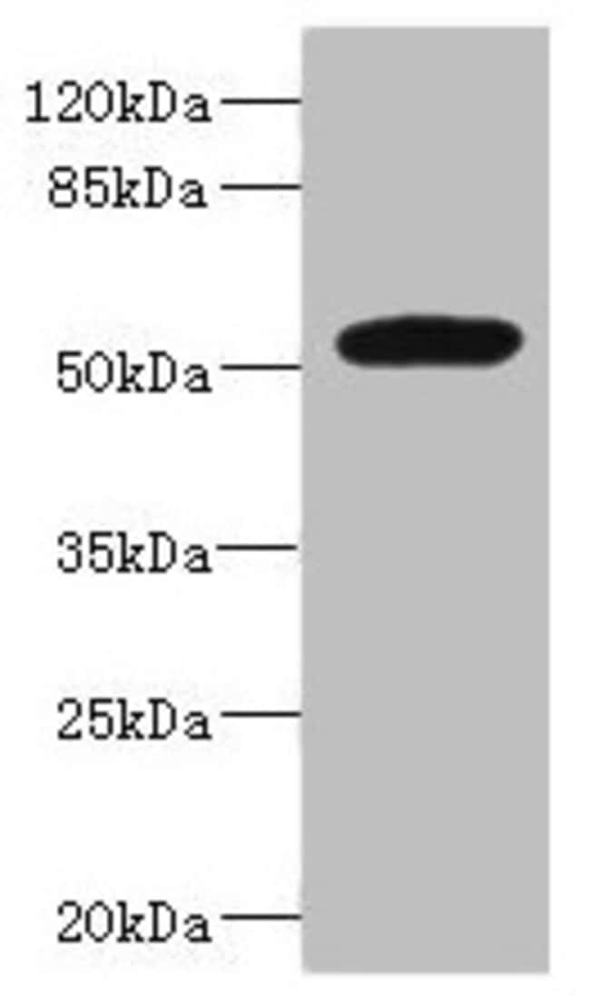 100UL MARCO ANTIBODY 100 ul