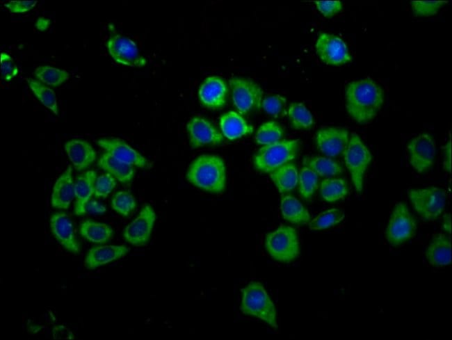 100UG FICD ANTIBODY 100 ug