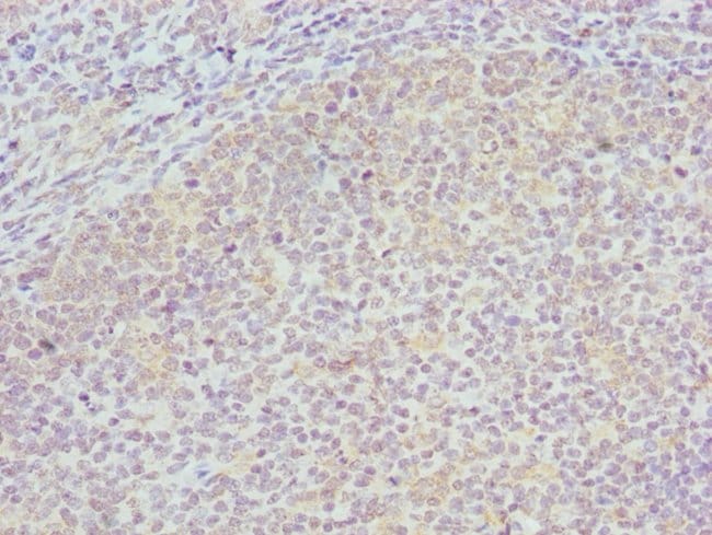100UL COG4 ANTIBODY 100 ul