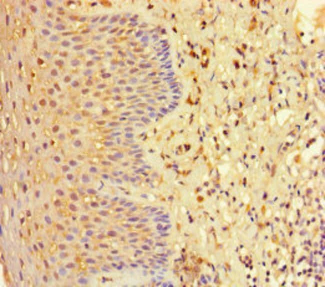 100UG EHD1 ANTIBODY 100 ug