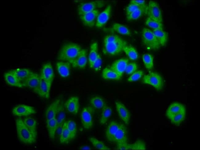100UG C20ORF3 ANTIBODY 100 ug