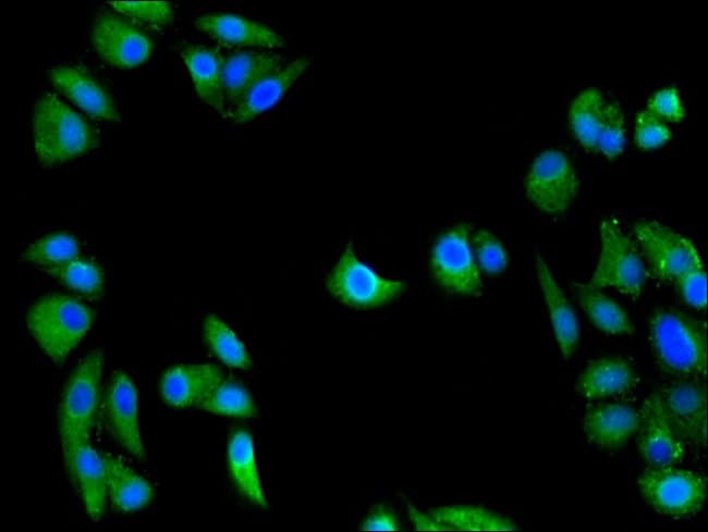 100UG GULP1 ANTIBODY 100 ug