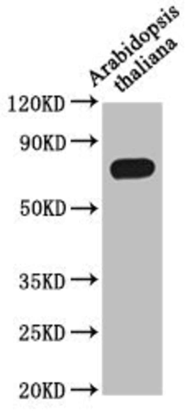 100UL MED37A ANTIBODY 100 ul