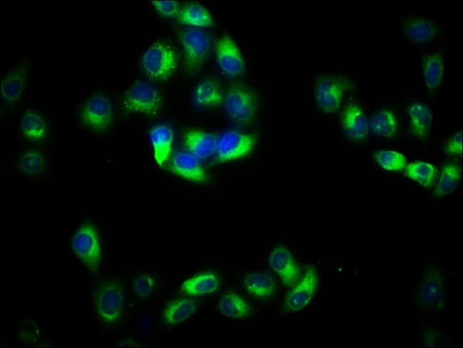 100UG PACSIN2 ANTIBODY 100 ug