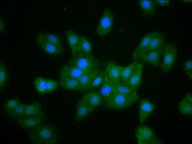 100UG MUSKELIN ANTIBODY 100 ug