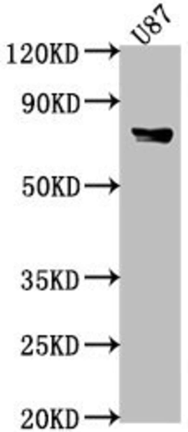 100UL F1A ALPHA ANTIBODY 100 ul