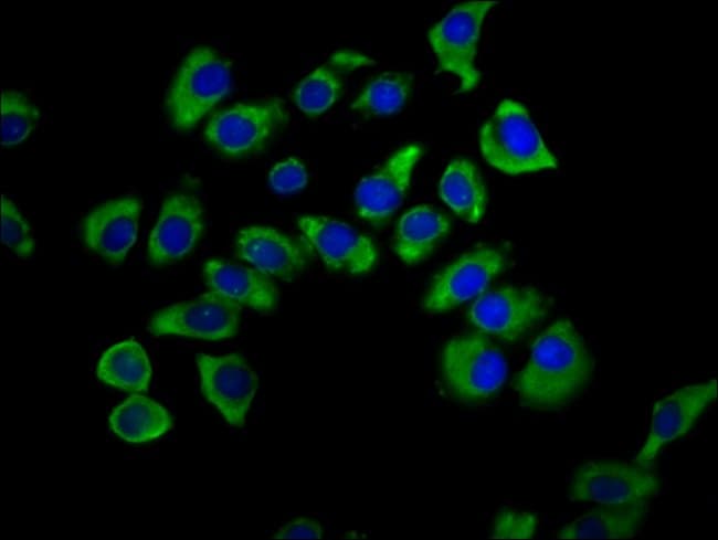 100UG SNX12 ANTIBODY 100 ug