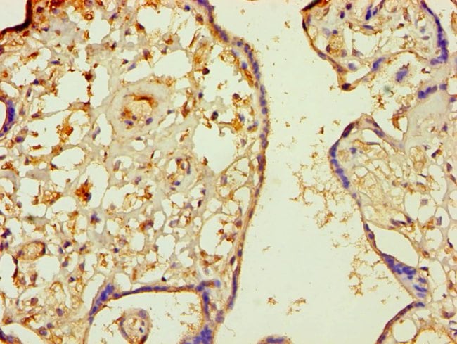 100UG MINPP1 ANTIBODY 100 ug