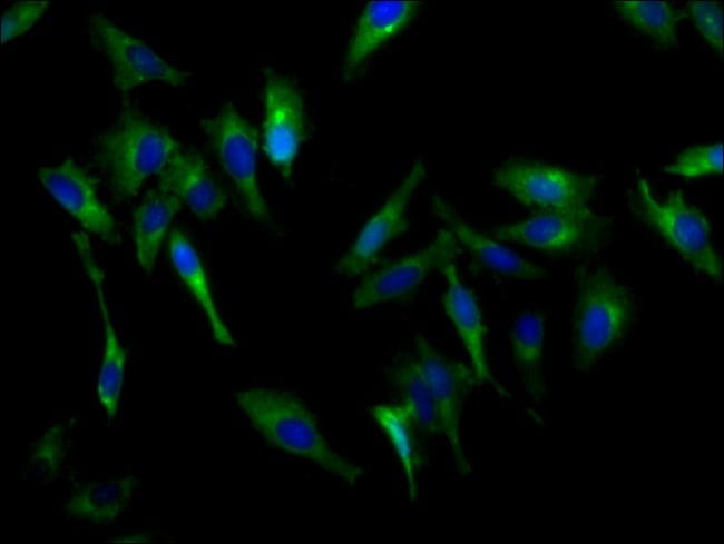 100UG CDH9 ANTIBODY 100 ug