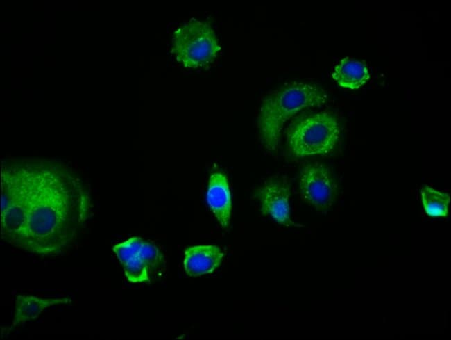 100UG EDAR ANTIBODY 100 ug