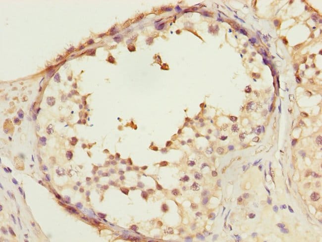 100UL COPS3 ANTIBODY 100 ul