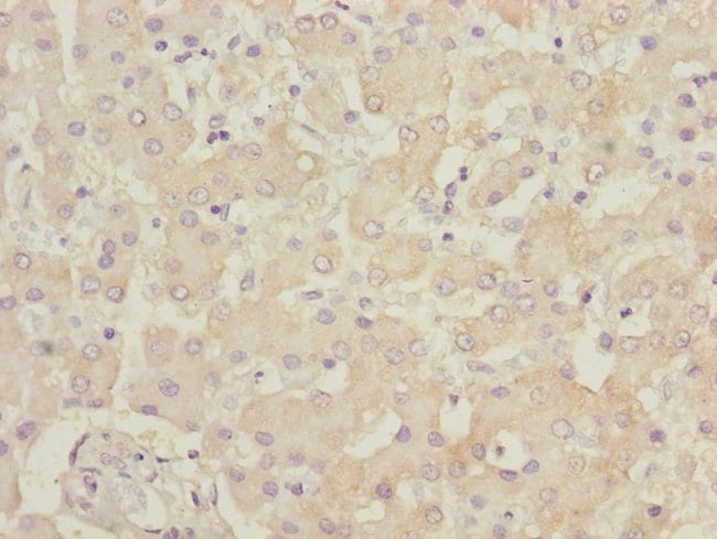 100UL B9D1 ANTIBODY 100 ul