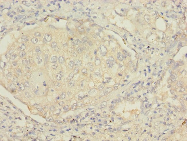 100UL MSRB2 ANTIBODY 100 ul