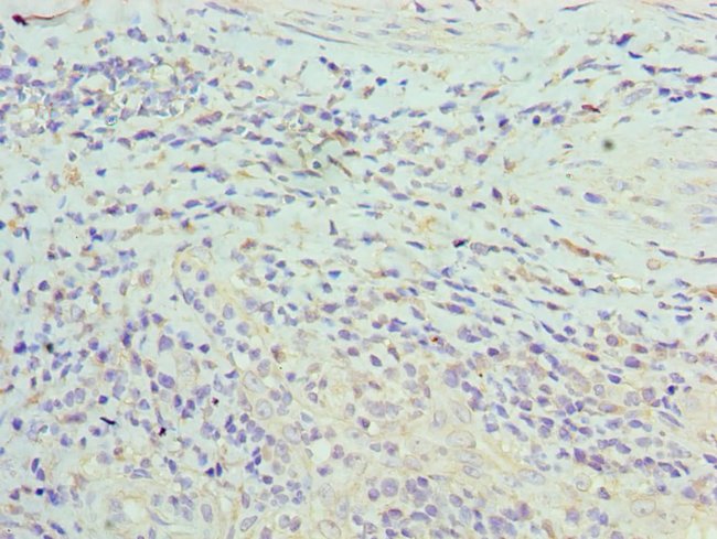 100UL ASF1A ANTIBODY 100 ul
