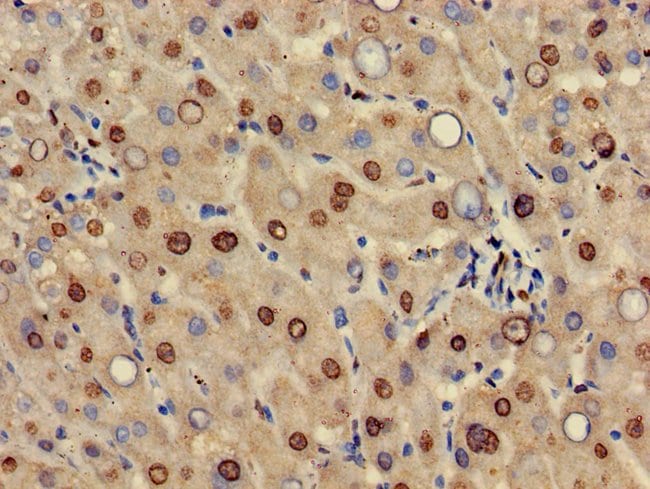 100UG HIF3A ANTIBODY 100 ug