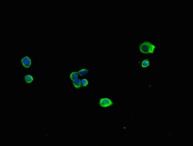 100UG MRPL11 ANTIBODY 100 ug