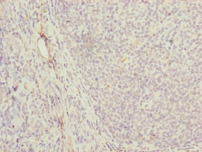 100UL MRPS16 ANTIBODY 100 ul