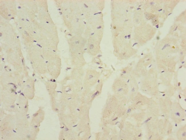 100UL MRPS16 ANTIBODY 100 ul