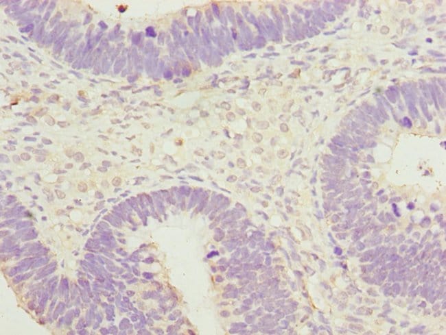 100UL SPIN1 ANTIBODY 100 ul