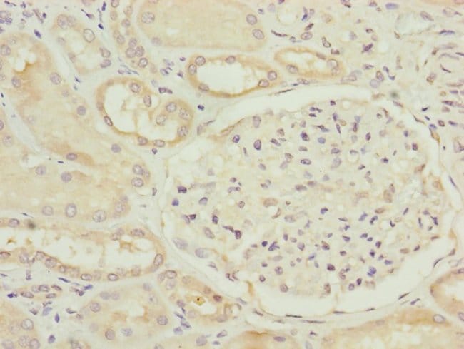 100UL FAM96B ANTIBODY 100 ul