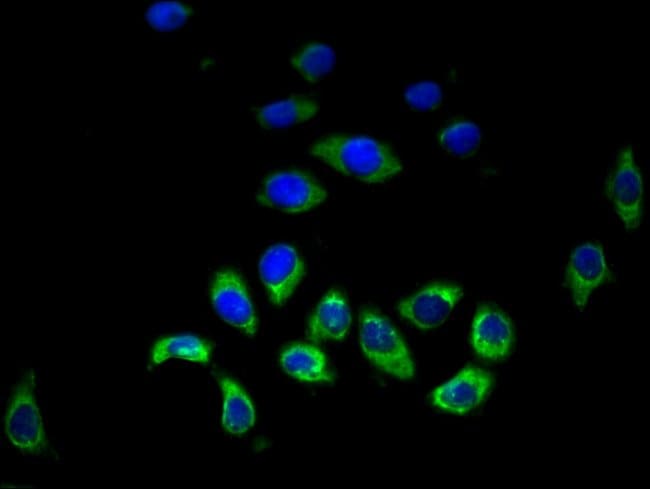 100UG HRH3 ANTIBODY 100 ug