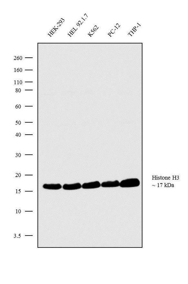 ANTI-HISTONE H3, 0,1 MG