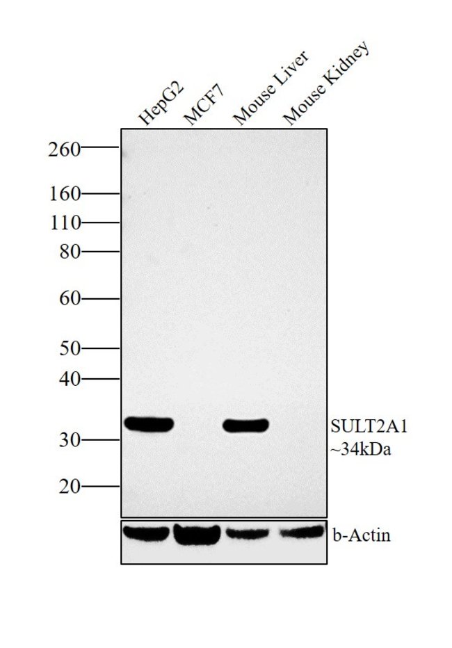 ANTI-SULT2A, 0,1 MG