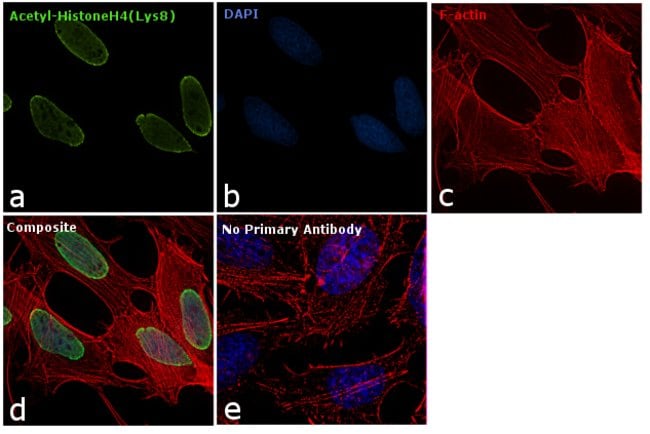 Anti-Acetyl-Histone H4 (Lys8) Antibody,
