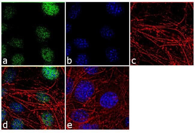 Anti-Histone H3 Antibody, 100µL ChIP ass