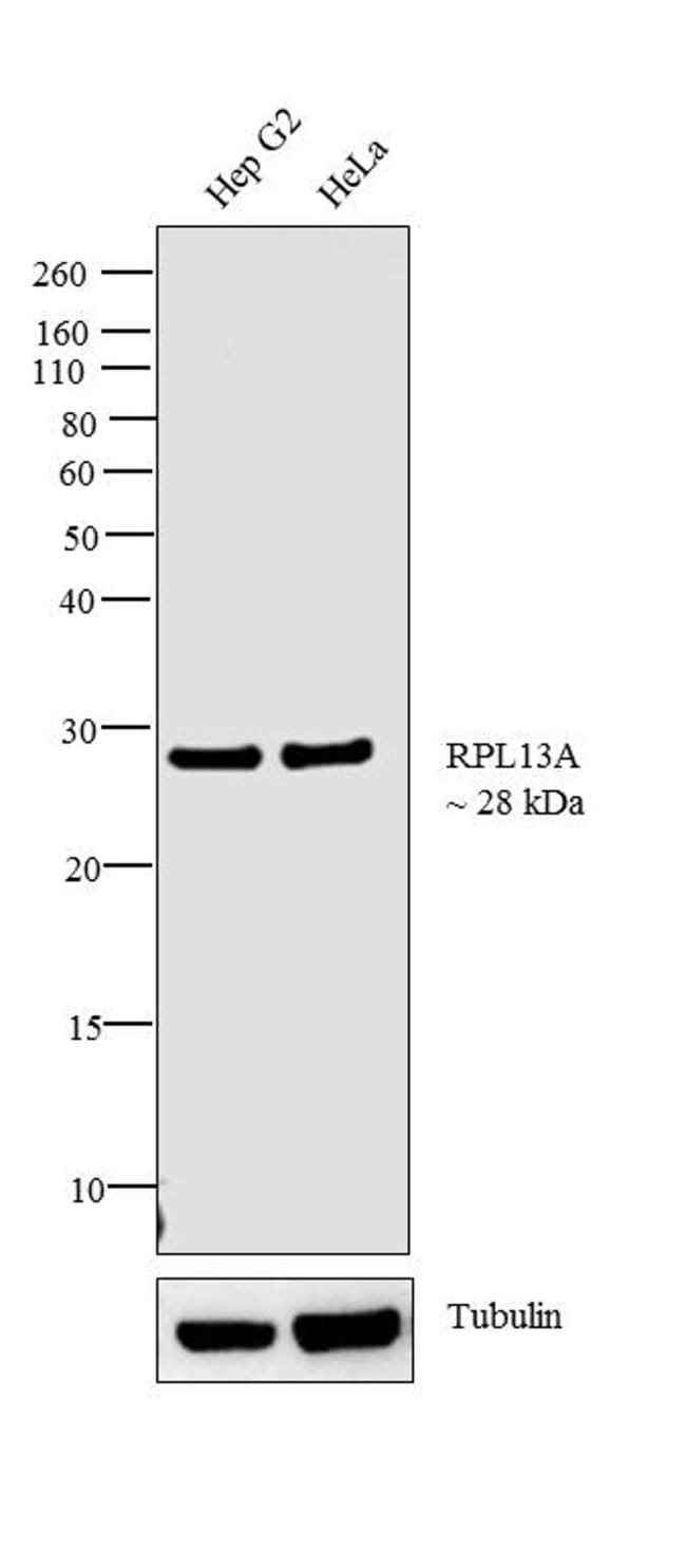 100UL RIBOSOMAL PROTEIN L13A .