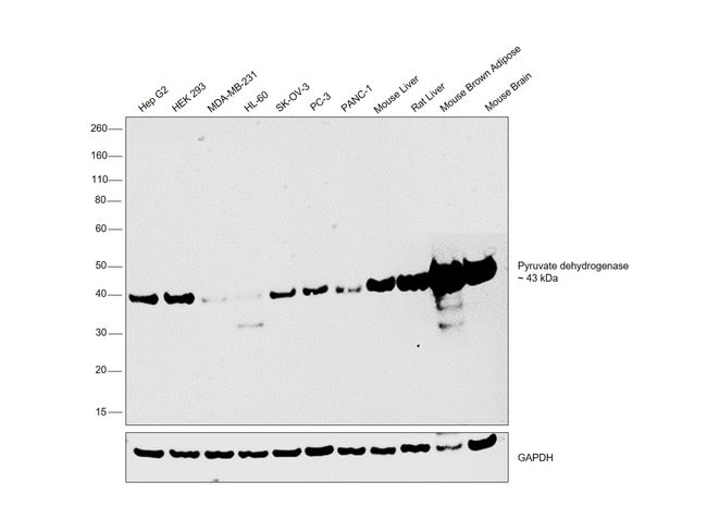 100UL PYRUVATE DEHYDROGENASE .
