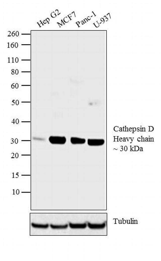 100UL CATHEPSIN D Da,28kDa, in 10mM sodi
