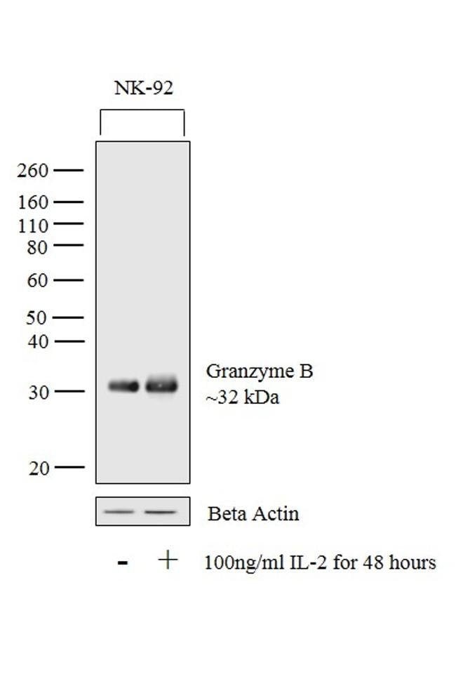 100UL GRANZYME B 37kDa, in 10mM sodium H