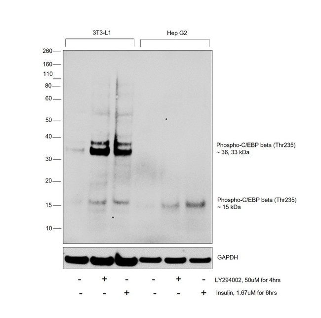 100UL PHOSPHO-C/EBPBETA (THR235) .