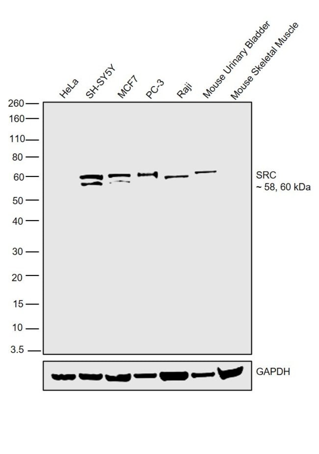 100UL NON-PHOSPHO-SRC (TYR527) .