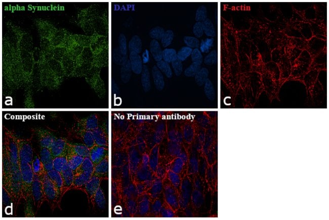 ALPHA-SYNUCLEIN, 100 µL