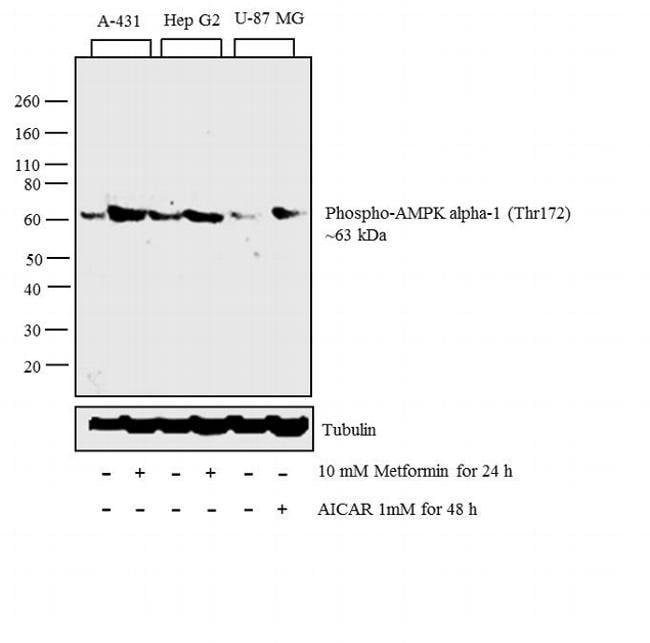 100UL PHOSPHO-AMPK-ALPHA (THR172) .