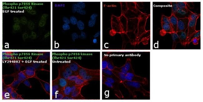 Antibody Phospho-p70 S6 Kinase (Thr421/S