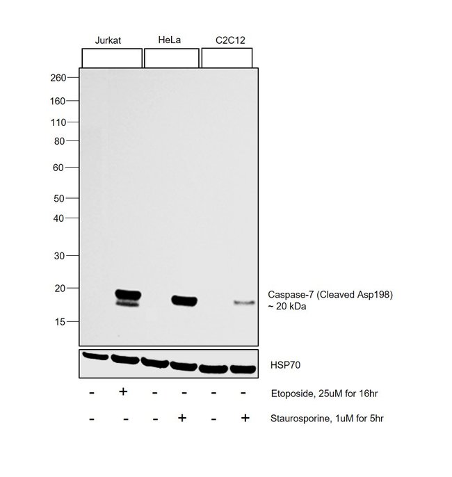 100UL CLEAVED CASPASE-7 (ASP198) .