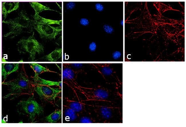 alpha Tubulin polyclonal Antibody 50 µg
