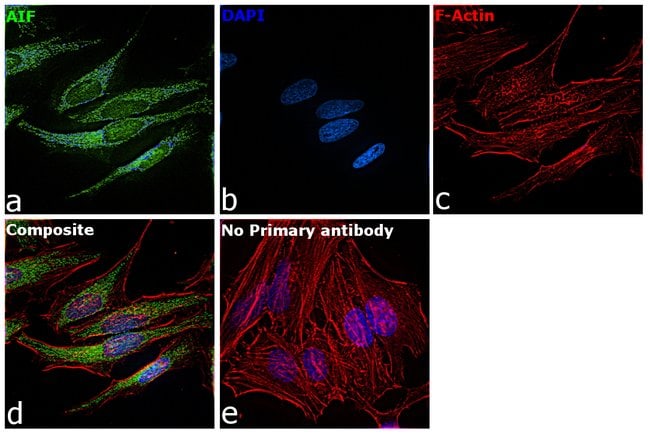 AIF Polyclonal Antibody, 100 µg