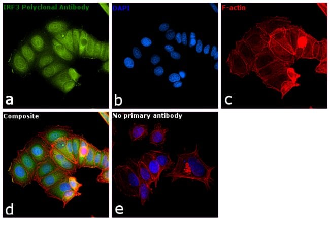 Anti-IRF3 polyclonal antibody