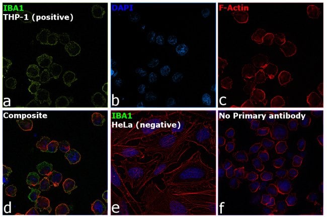 AIF1 Polyclonal Antibody, 100 µg