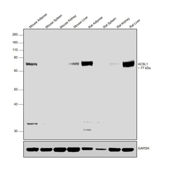 ACSL1 Polyclonal Antibody, 100 µl