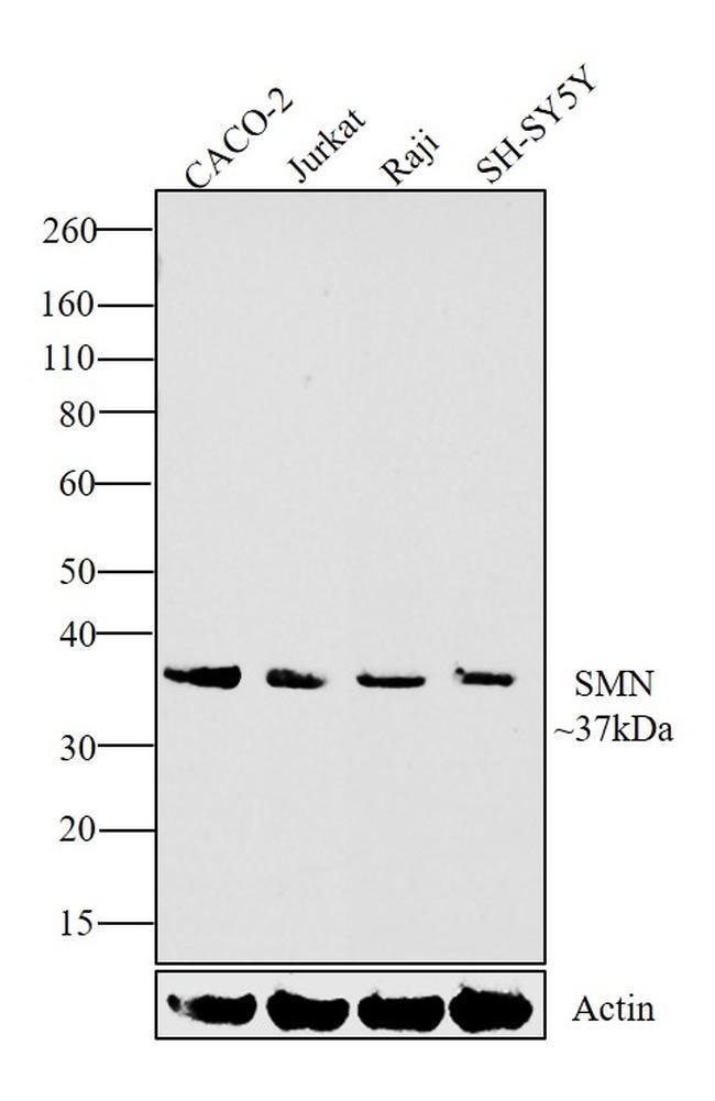 Anti-SMN1