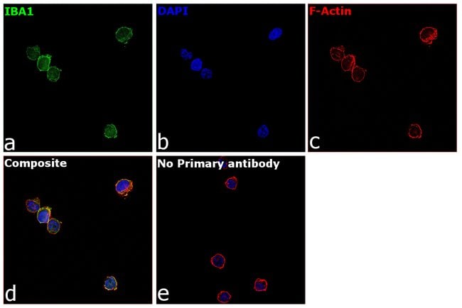 100UL Polyclonal antibody, Iba1, host ra